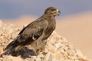 Accipitridae Family Imprime: Steppe Eagle