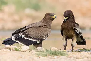 Wildlife Raptors Imprime: Steppe Eagle