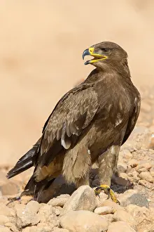 Steppe Eagle Imprime: Steppe Eagle