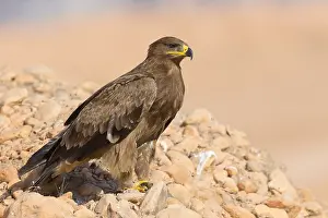 Wildlife Animals Imprime: Steppe Eagle