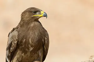 Accipitridae Family Eagles Imprime: Steppe Eagle