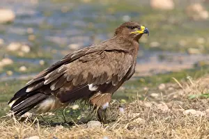 Accipitridae Family Imprime: Steppe Eagle