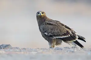 Juvenile Bird Imprime: Steppe Eagle