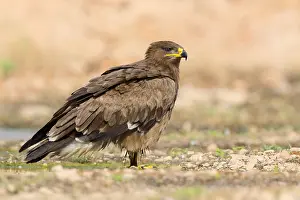 Accipitridae Family Eagles Imprime: Steppe Eagle
