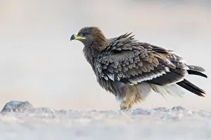 Steppe Eagle Imprime: Steppe Eagle