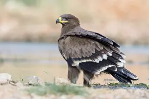 Steppe Eagle Imprime: Steppe Eagle