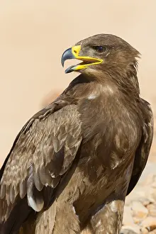 Steppe Eagle Imprime: Steppe Eagle