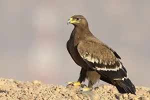 Steppe Eagle Imprime: Steppe Eagle