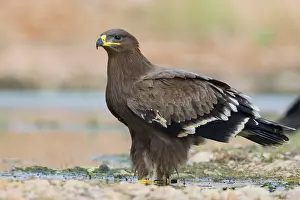 Raptor Wildlife Photography Imprime: Steppe Eagle