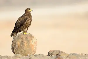 Accipitridae Family Imprime: Steppe Eagle