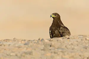 Steppe Eagle Imprime: Steppe Eagle