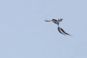 Argentina Nature Reserves Imprime: Strange-tailed Tyrant, Alectrurus risora