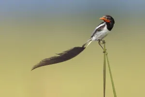 Wildlife In Argentina Imprime: Strange-tailed Tyrant, Alectrurus risora