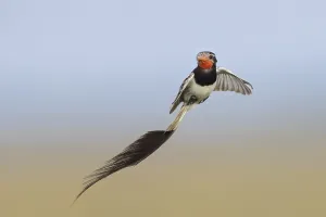 Argentina Nature Reserve Imprime: Strange-tailed Tyrant, Alectrurus risora