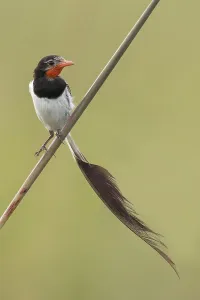 Argentina Nature Reserves Imprime: Strange-tailed Tyrant, Alectrurus risora