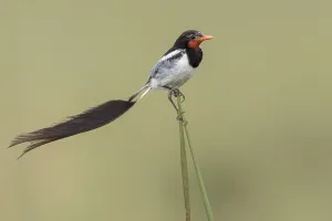 Argentina Nature Reserves Imprime: Strange-tailed Tyrant, Alectrurus risora