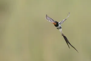 Natural Environment Conservation Imprime: Strange-tailed Tyrant, Alectrurus risora