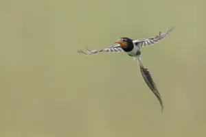 Argentina Nature Reserve Imprime: Strange-tailed Tyrant, Alectrurus risora