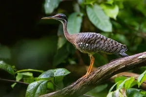 Impresión enmarcada : Sunbittern Impresión enmarcada : Sunbittern
