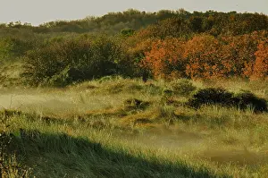 Texel Landscape Imprime: Texel