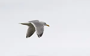 Nature Fauna Images Imprime: Thayer's Gull, Larus thayeri