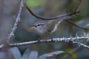 Leaf Warbler Species Imprime: Timor Leaf Warbler, Phylloscopus presbytes