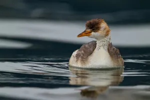 South American Birdlife Imprime: Titicaca Grebe