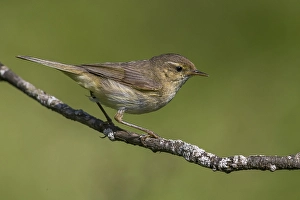 Impresión enmarcada : Tjiftjaf; Chiffchaff; Phylloscopus collybita