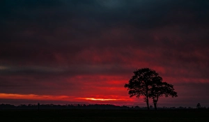 Sunset In Europe Imprime: Trees at sunset