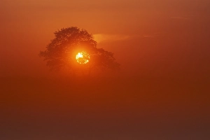 Dutch Landscape Imprime: Trees at sunset