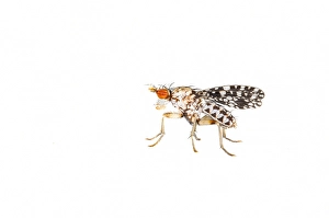 Close Up Insect Images Imprime: Trypetoptera punctulata