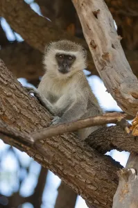 Vervet Monkey Imprime: A vervet monkey, Cercopithecus aethiops