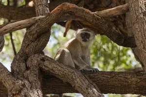 Vervet Monkey Imprime: A vervet monkey, Cercopithecus aethiops