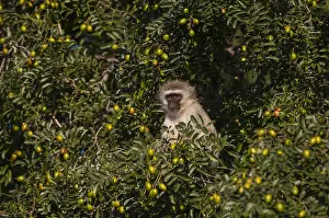 Vervet Monkey Imprime: A vervet monkey, Cercopithecus aethiops