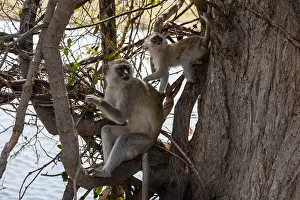 Chobe National Park Botswana Imprime: A vervet monkey, Cercopithecus aethiops