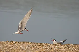 Sterna Hirundo Imprime: Visdief, Common Tern, Sterna hirundo