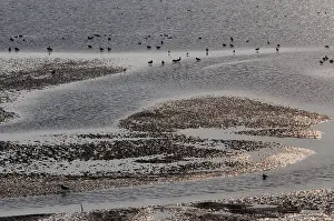 Netherlands Landscape Imprime: Waddenzee, Waddensea