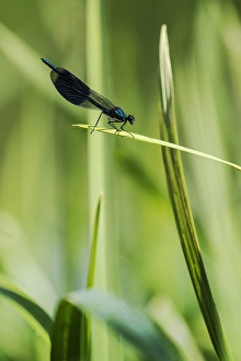 Male Dragonfly Imprime: Weidebeekjuffer