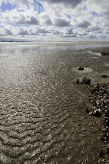 Dutch Coastline Scenery Imprime: Westerschelde