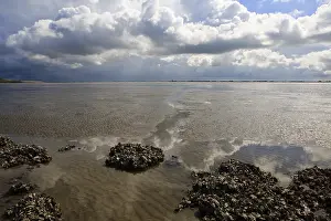 Dutch Coastline Landscape Imprime: Westerschelde
