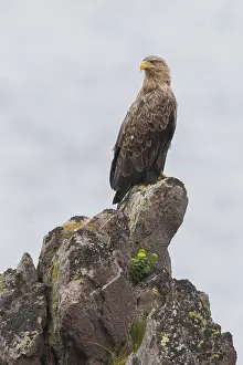 White Tailed Eagle Imprime: White-tailed Eagle