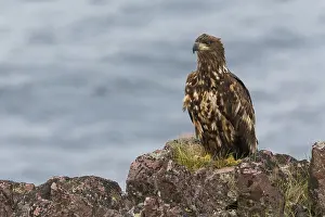 Haliaeetus Albicilla Imprime: White-tailed Eagle