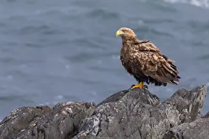 Haliaeetus Albicilla Imprime: White-tailed Eagle