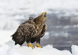 Hokkaido Japan Wildlife Imprime: White-tailed eagle crying