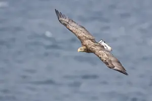 White Tailed Eagle Imprime: White-tailed Eagle in flight
