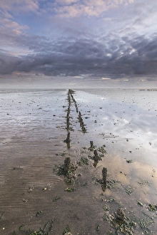 Low Tide Mudflats Europe Imprime: the Wierumerwad
