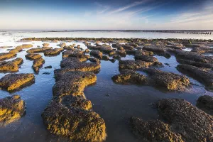 Low Tide Mudflats Europe Imprime: Wierumerwad, Waddenzee