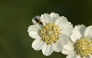 Dutch Wildflowers Imprime: Wilde bertram