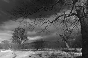 Black And White Winter Landscape Imprime: Winter