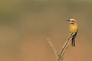 Kruger National Park Birds Imprime: Witkapbijeneter, White-fronted Bee-eater, Merops bullockoides
